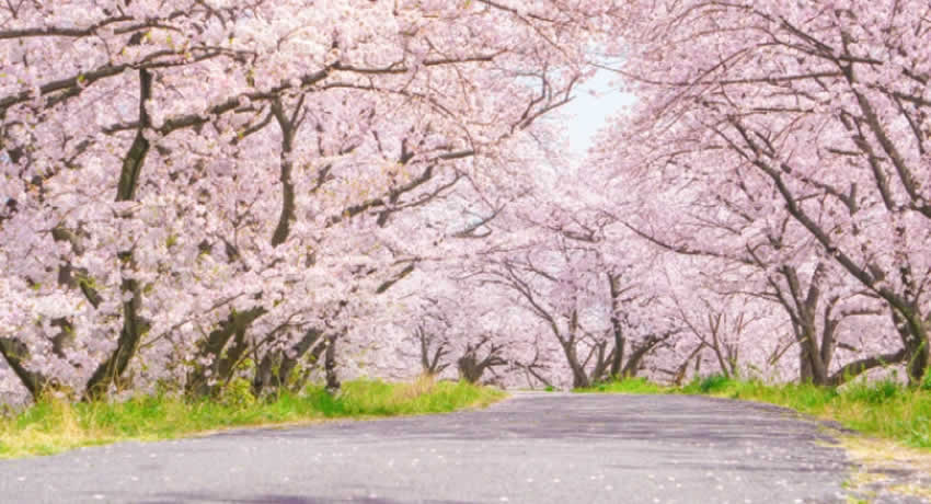 春のアルバイトさん募集中！