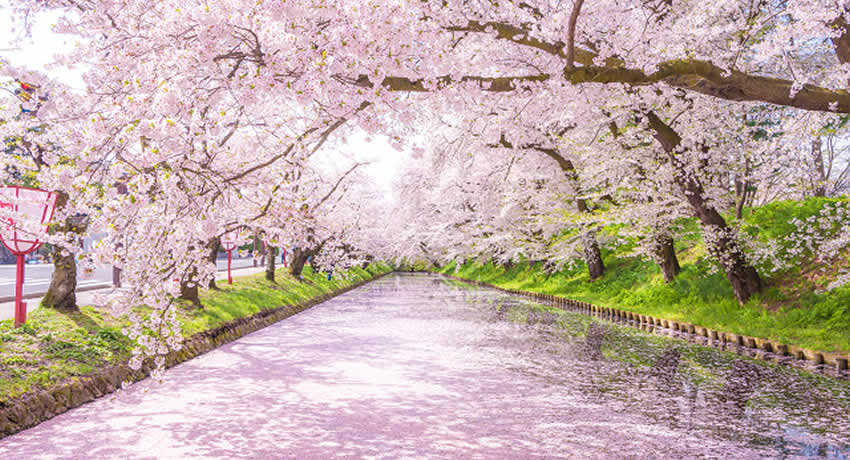 春は新しいスタートの季節！松島新地で賢く稼ぎませんか？