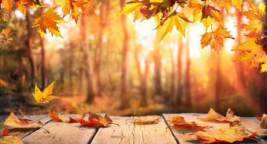 松島新地で「秋から稼ぐ」チャンス！未経験の方も大歓迎！